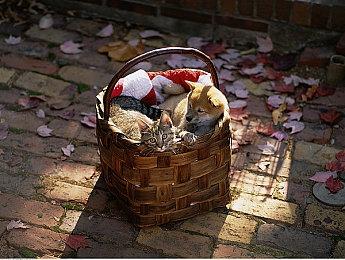 《逃生：试炼》更像是一部电视剧 而非电影